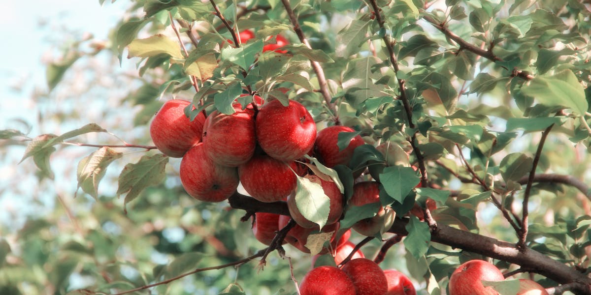 apple cider vinegar gummies weight loss